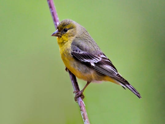 Bird of the Month: Lesser goldfinch