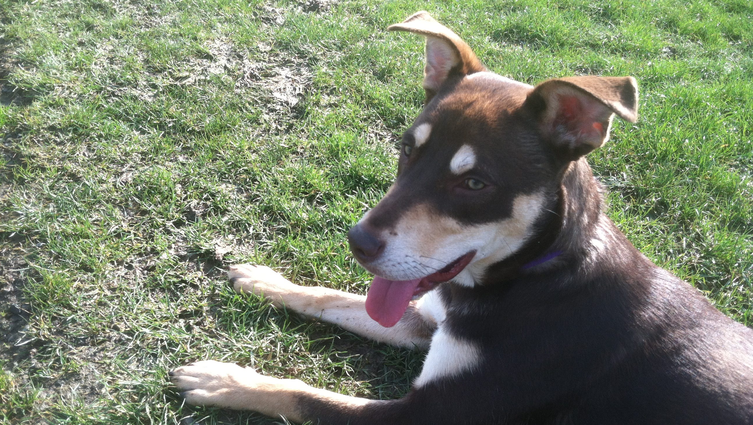 Australian Shepherd/Kelpie mix needs home