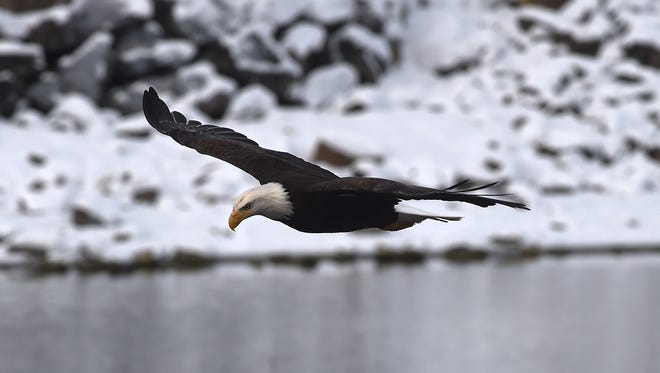 In this January 2017 file photo, a bald eagle circles the Sparks Marina.