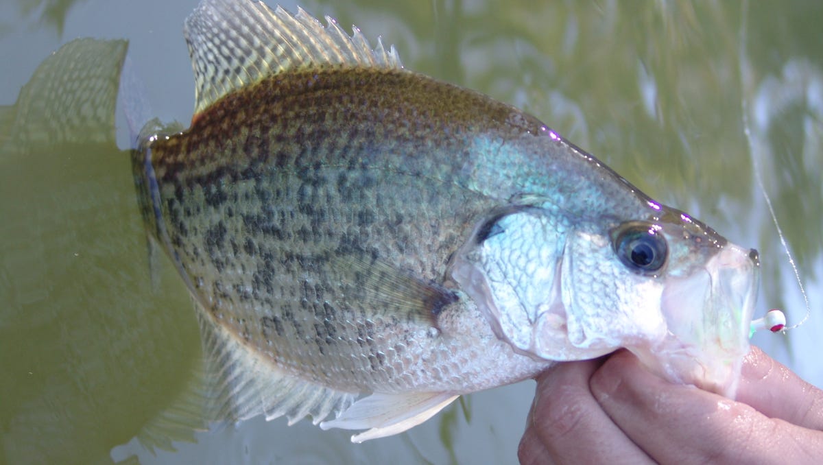 Kentucky Afield Productive Spots For Winter Crappie Fishing
