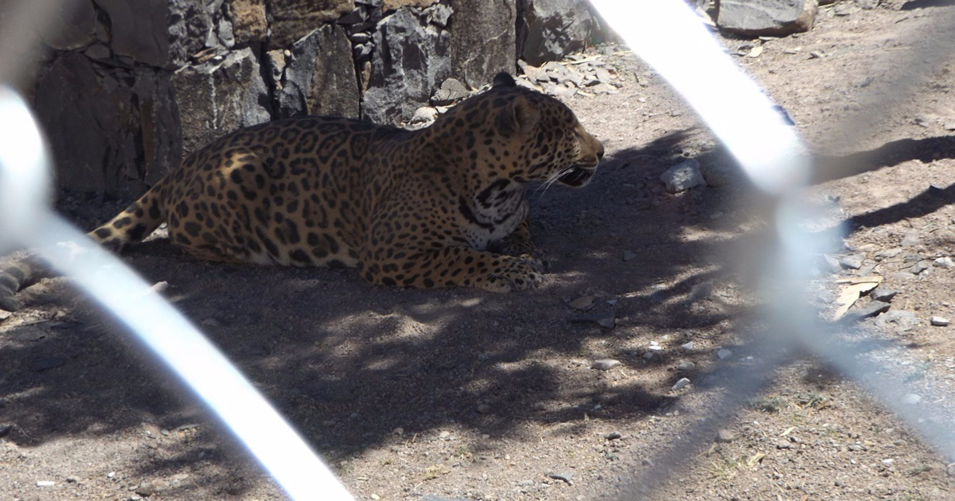 Jaguar, lion, llamas found in Mexico ranch raid