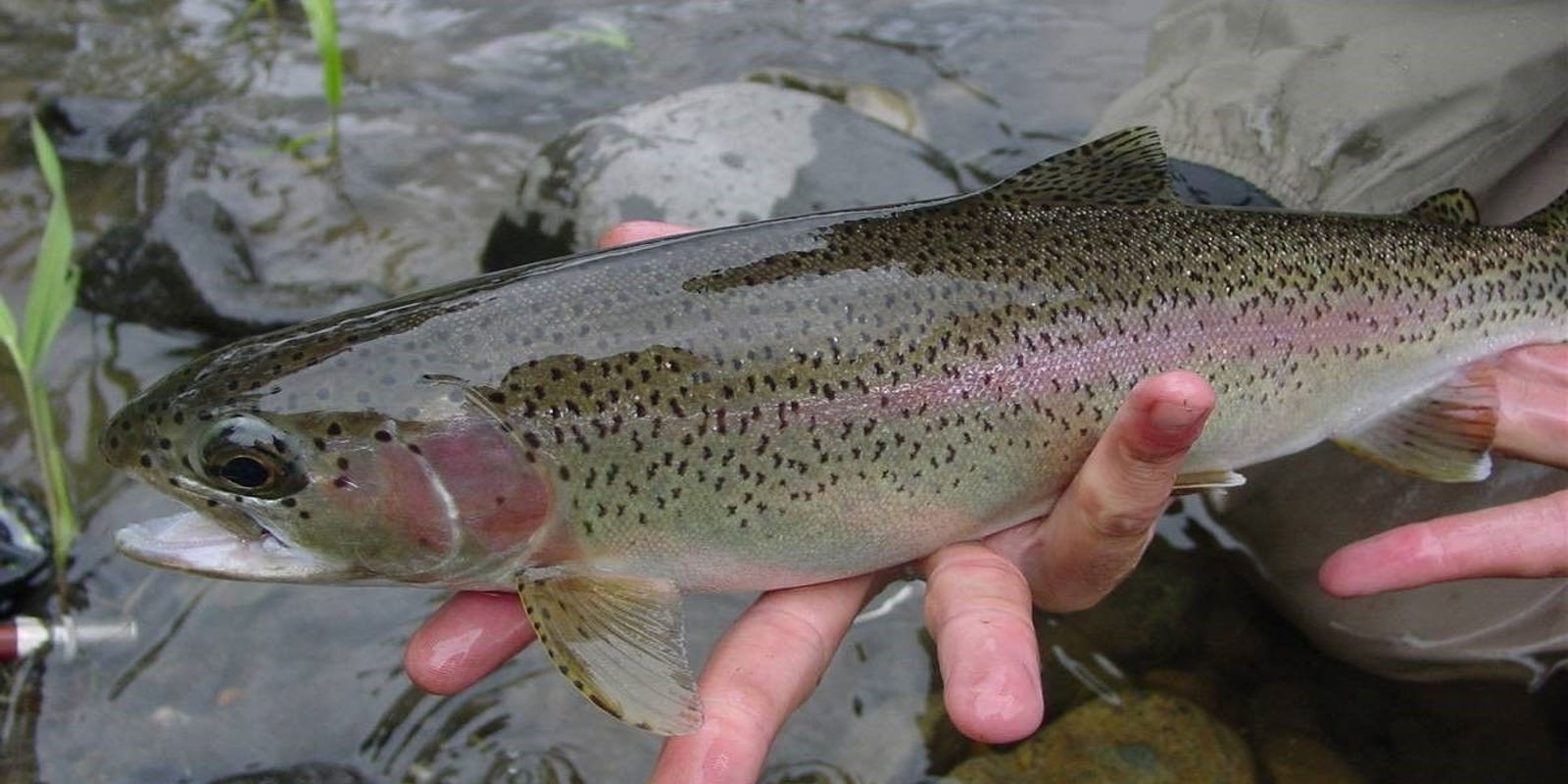Pa Trout Fishing 2019 Season Quick Guide To Dates Limits Licenses