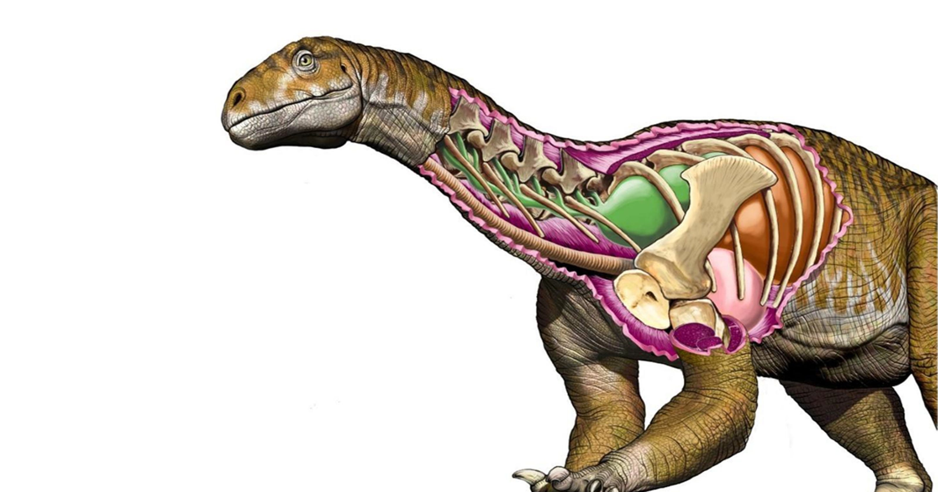 what was the first dinosaur ever found