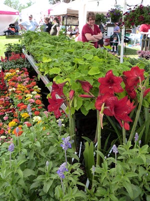 The Louisiana Nursery Festival will feature a wide variety of flowers and plants as well as crafts and other items for lawns and gardens. The festival runs Friday through Sunday in Forest Hill.