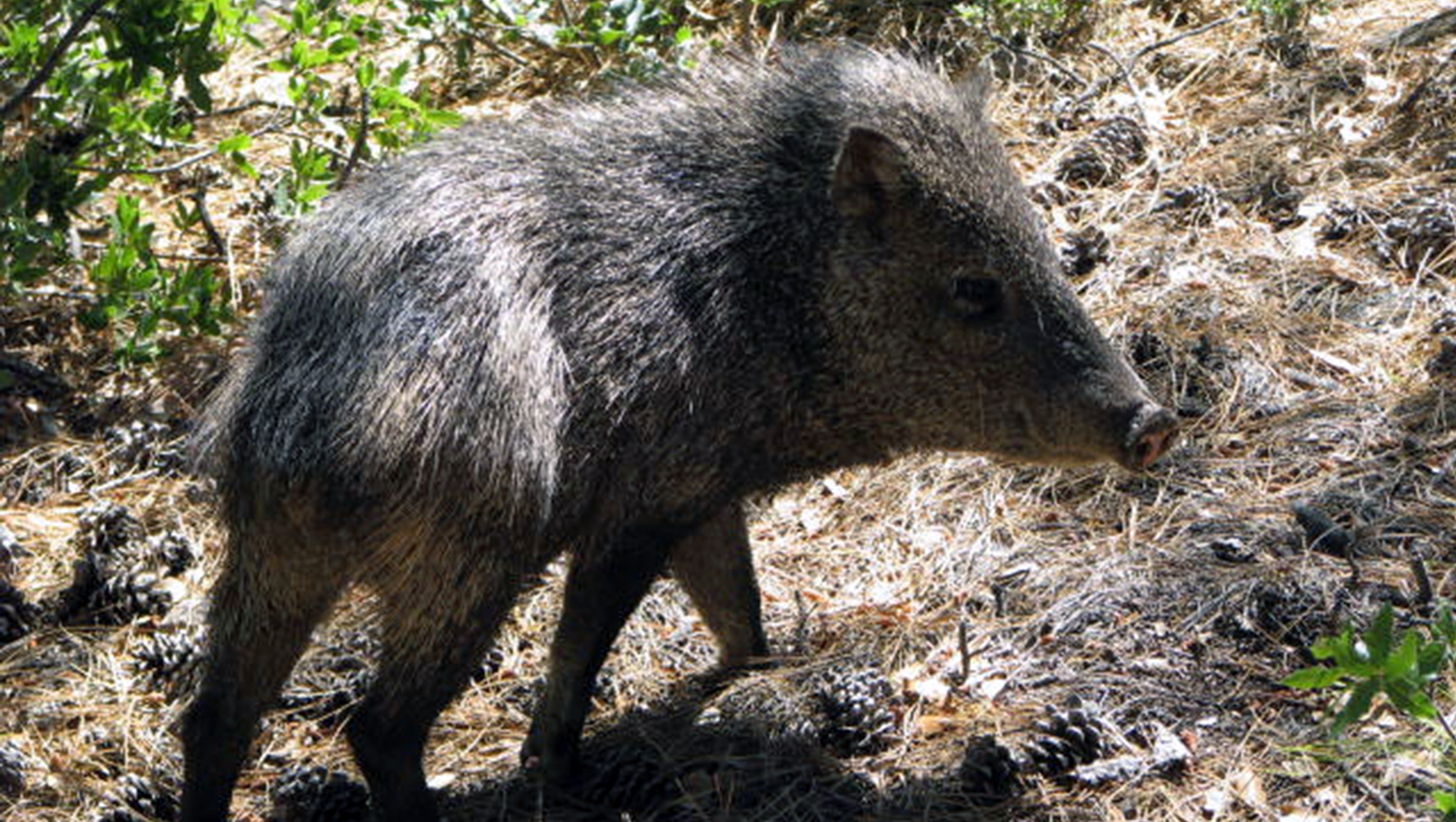 Pack Of Javelinas Attack Dog Hiking With Owner It is almost essential that villagers take it on in groups, as the life of the lone villager will be compromised attacking it. pack of javelinas attack dog hiking