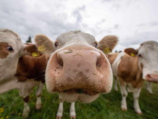 Curious cows on a meadow in Raisting, southern Germany.