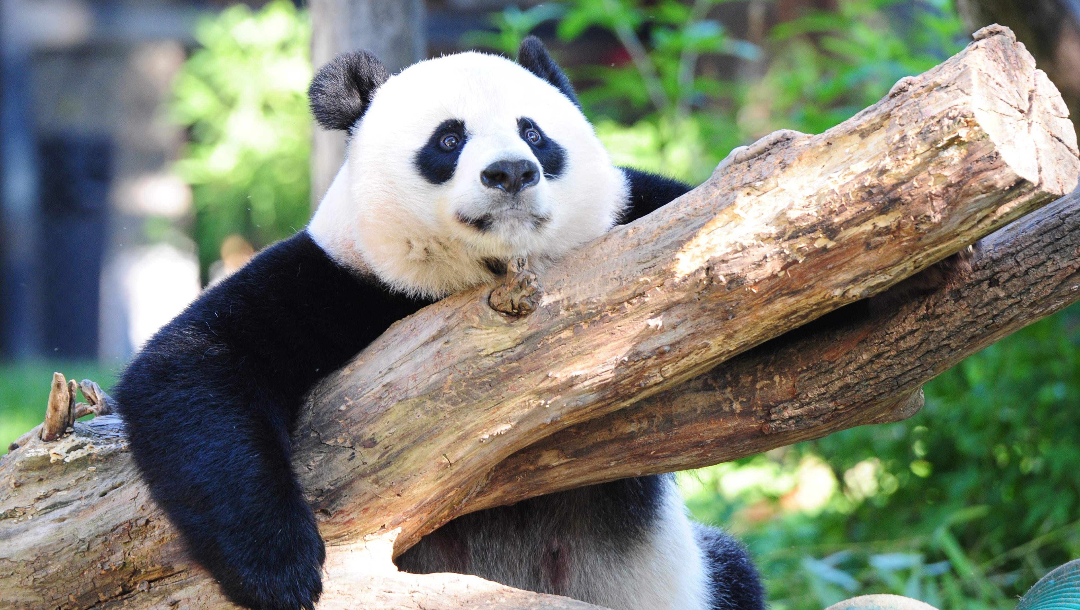 Giant panda off endangered list; eastern gorilla 'critically endangered'
