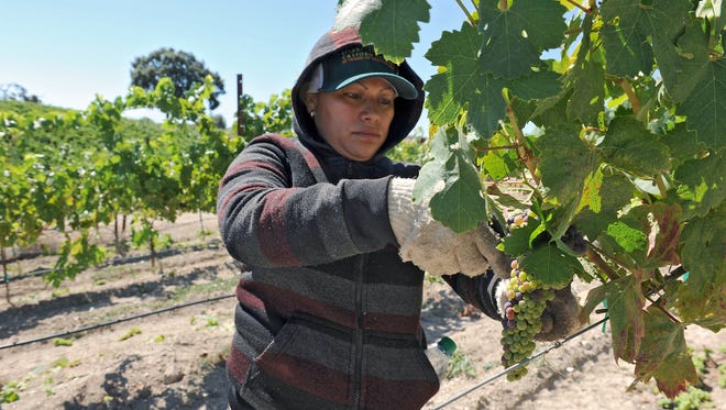 Farm worker Nuvia Zavaleta trims a grapevine in July 2015 at a vineyard in San Luis Obispo County, Calif.