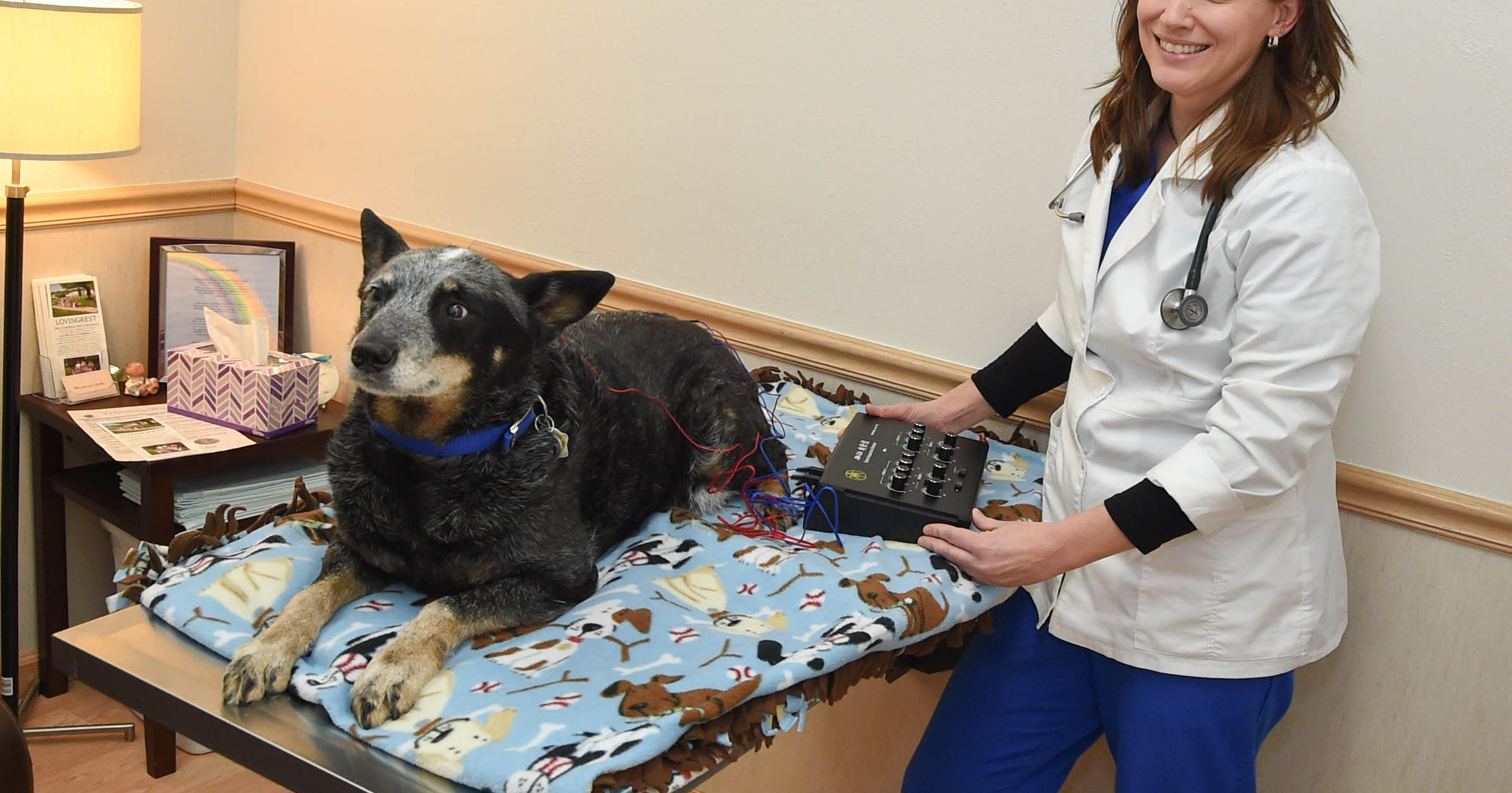 Vet clinic launches hospice for pets
