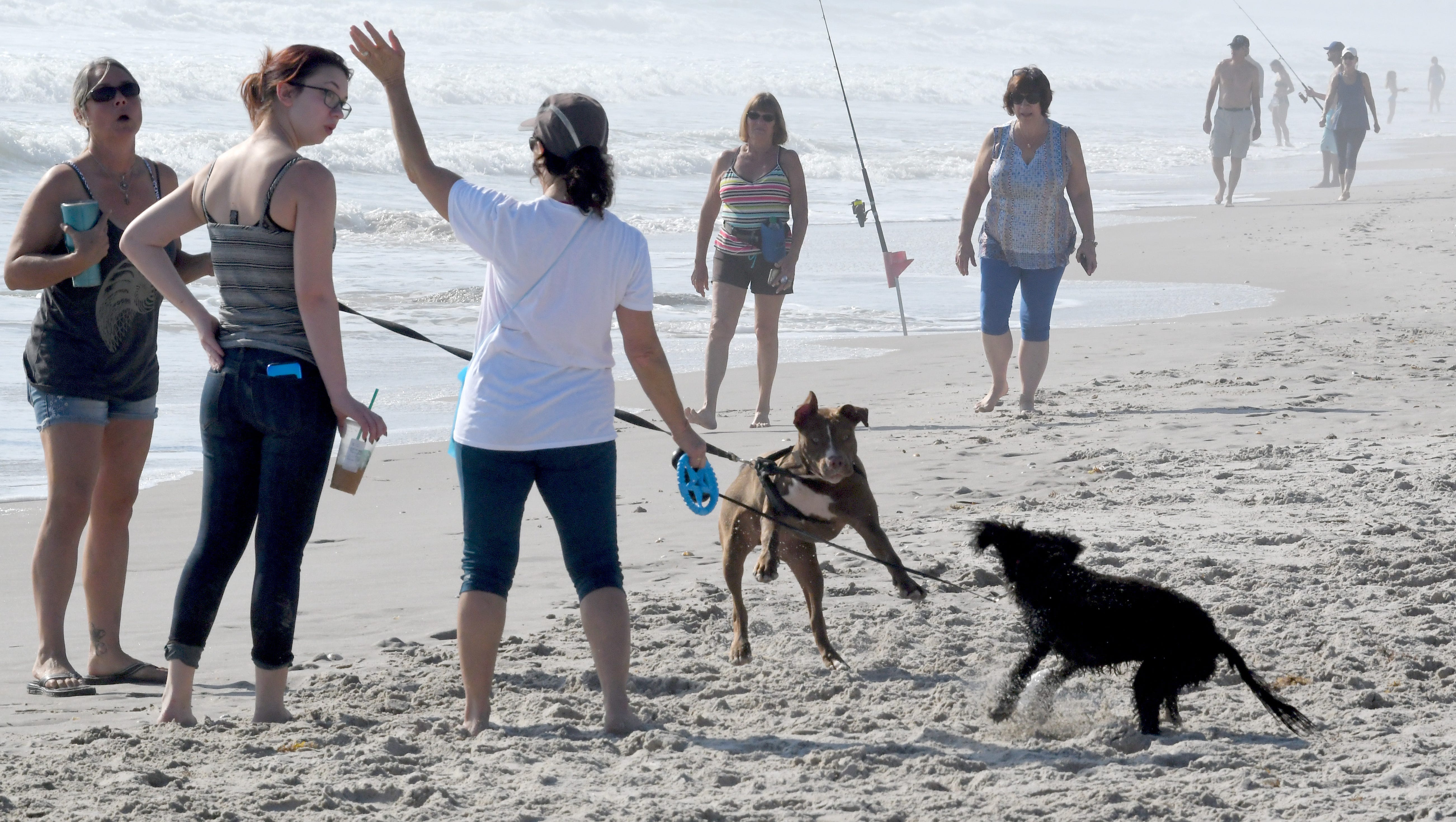 Indian River County Gets First Dog Beaches