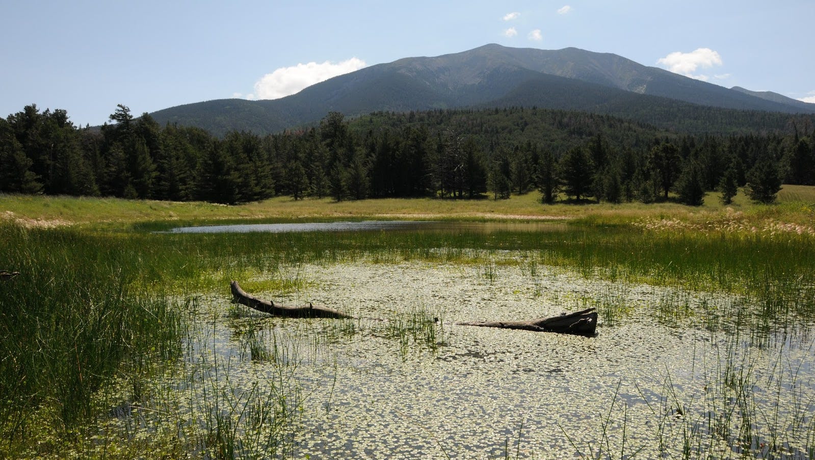 Bismarck Lake hike has flowers and forest