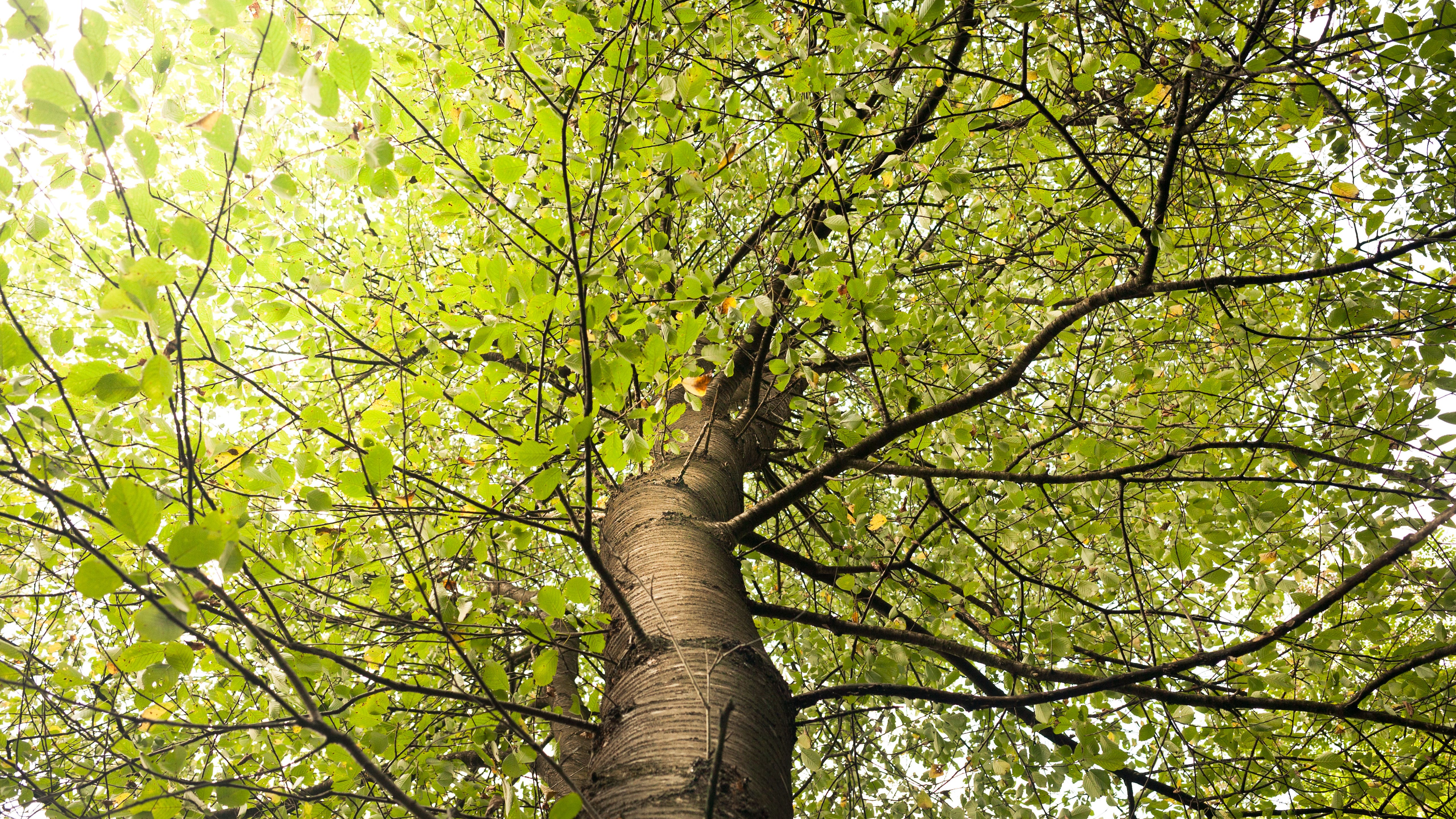 Humans, trees have vital relationship Humans, trees have vital relationship