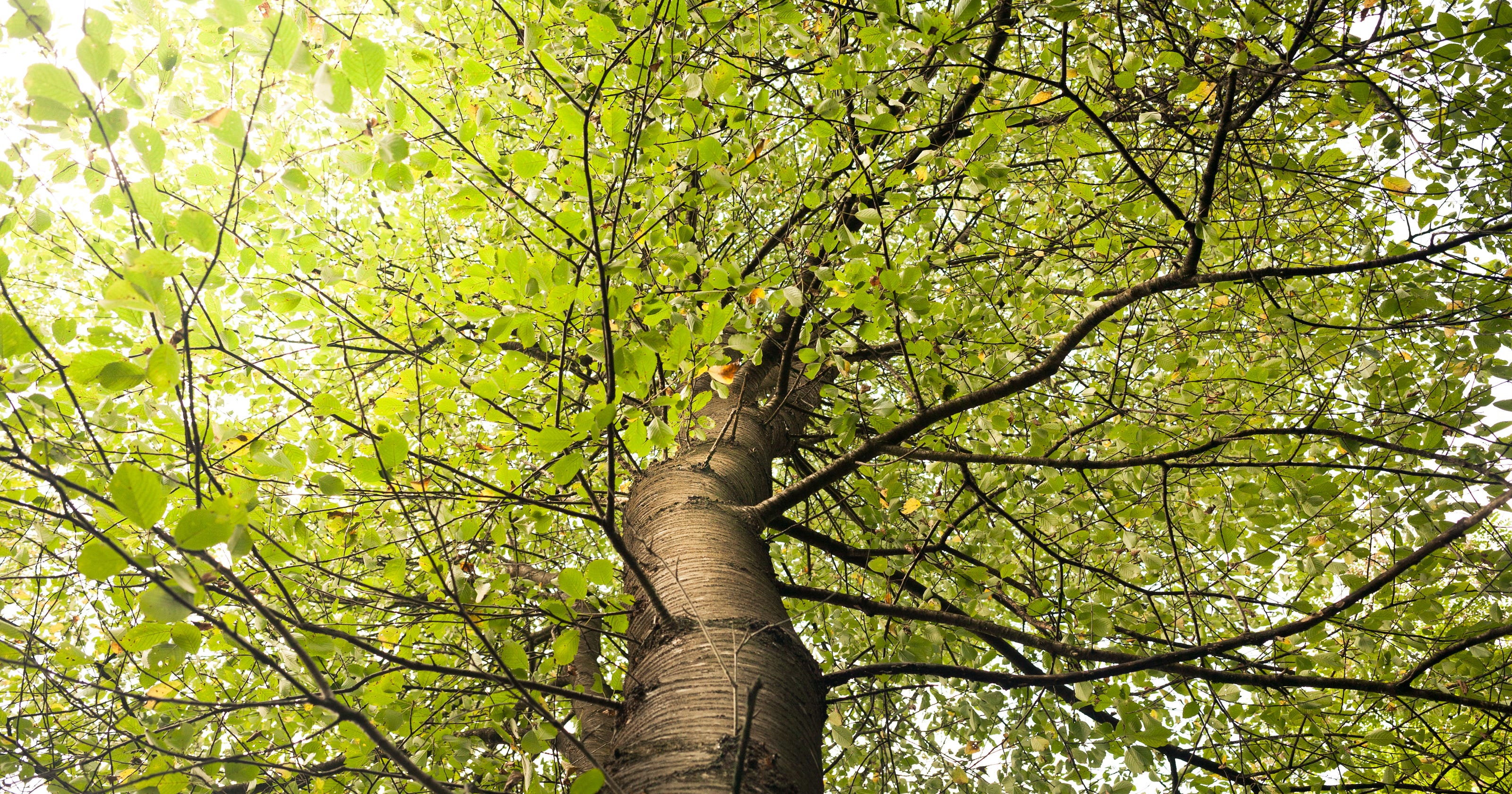 Humans Trees Have Vital Relationship