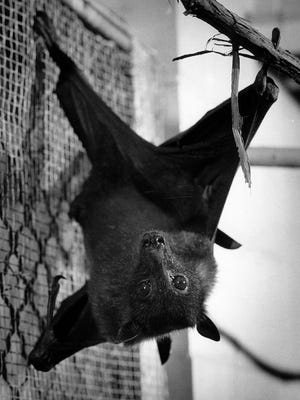 Ding, a fruit bat at the Milwaukee County Zoo, gives a display of agility in this 1985 photo.