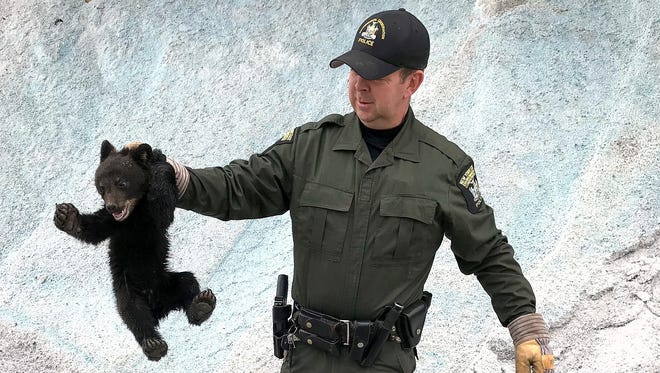DEC Conservation Officer Steve Farrand captured this tiny black bear cub Sunday after residents reported seeing it in a Corning park.