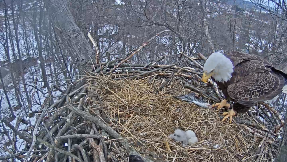 First eaglet hatches in Hanover - York Daily Record/Sunday News