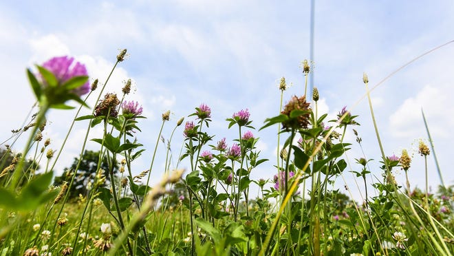 File: Weeds can get a foothold in your lawn in areas where the grass is thin or weak.