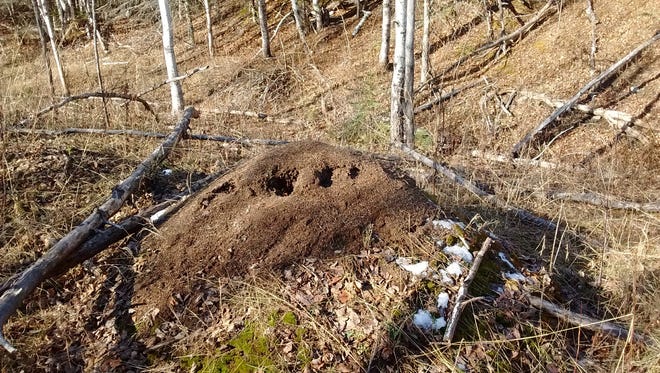 The giant mounds build by some ant colonies offer temperature and humidity control for the ants within and below.