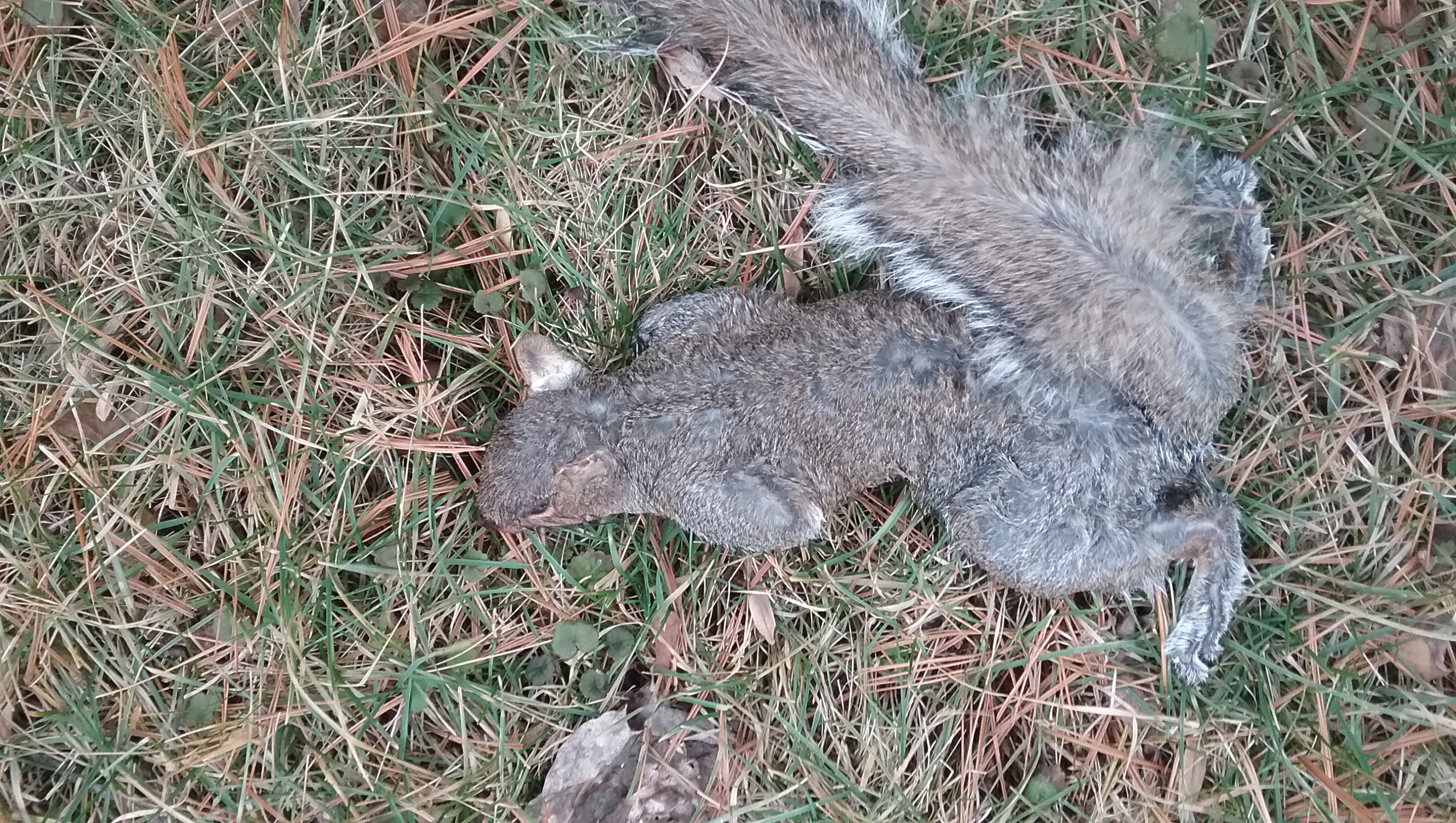 What's killing the squirrels in Mount Washington Cemetery?