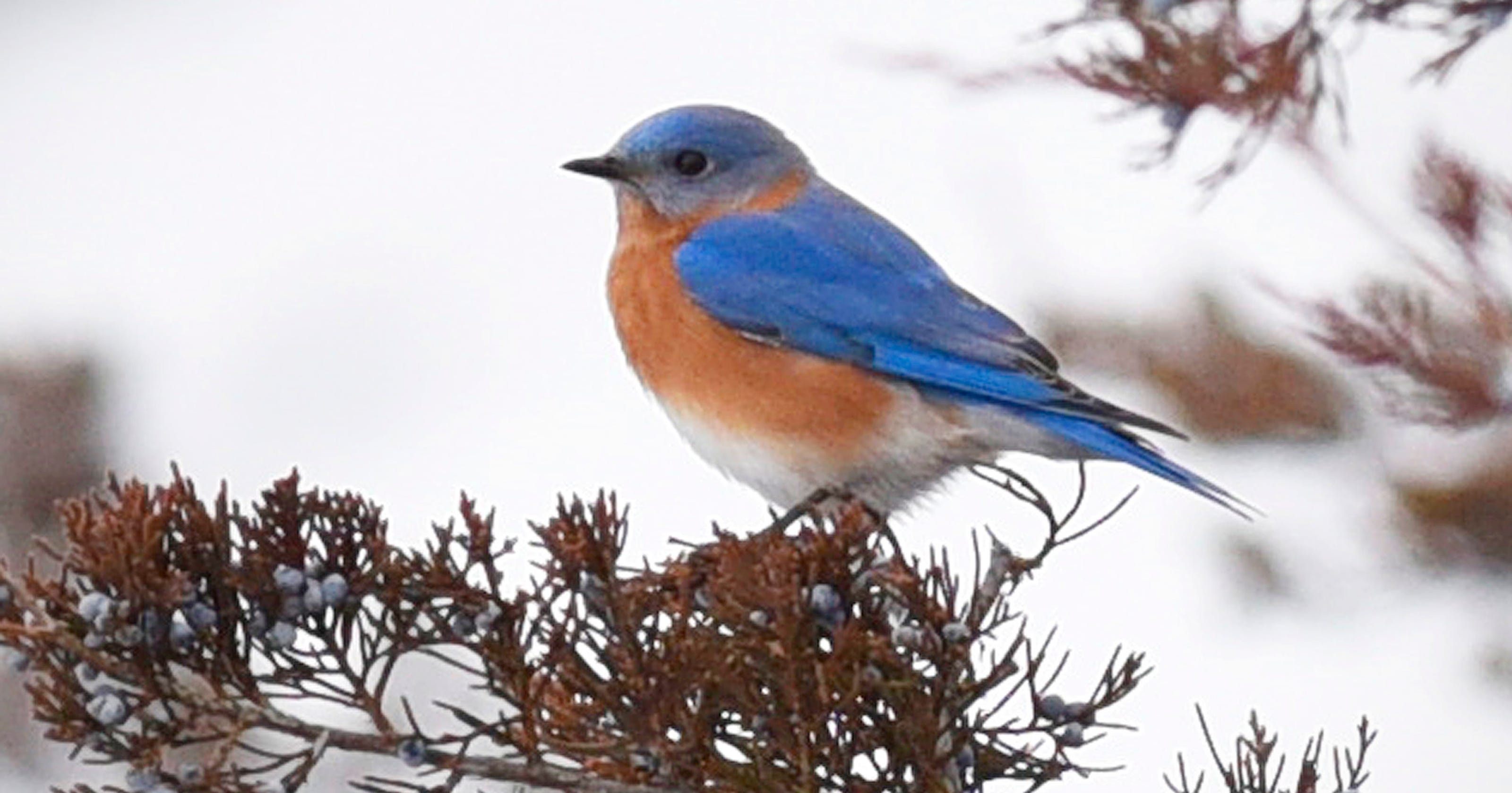 Winter birding Seeking species off the beaten path