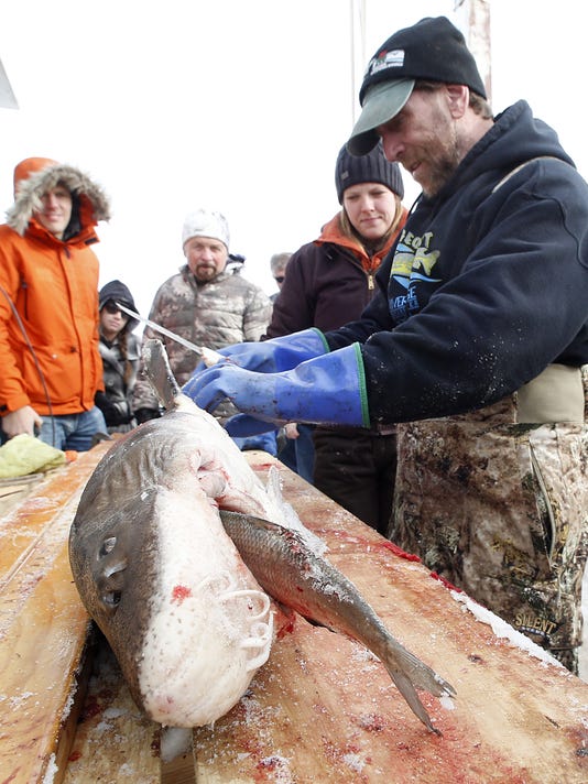 Sturgeon spearing continues with 343 and counting on ...