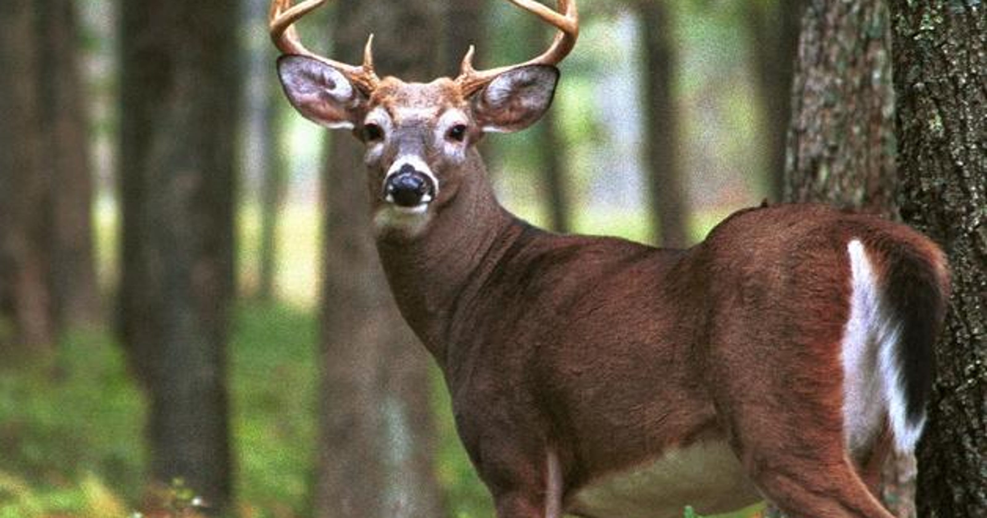 Delaware hunting State wants to privately lease public land, hunters