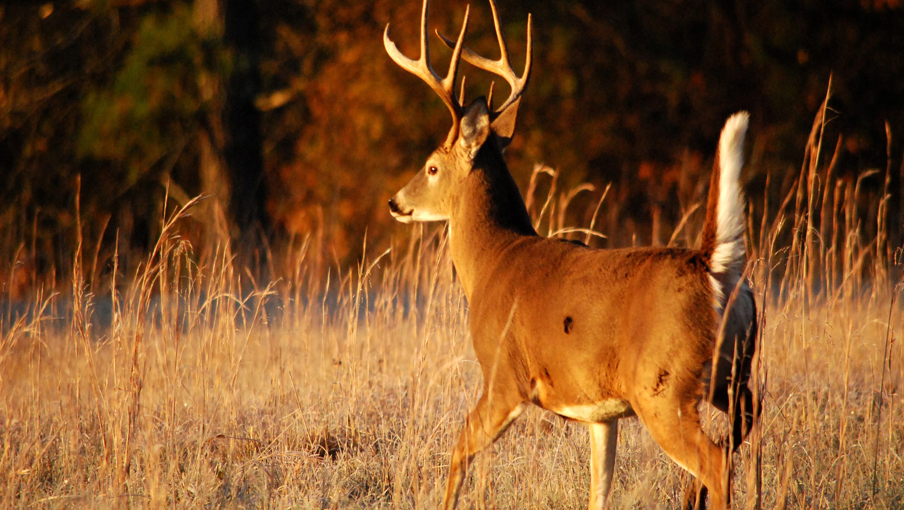 Outdoors What Do We Really Know About Whitetails Outdoors What Do We Really Know About Whitetails