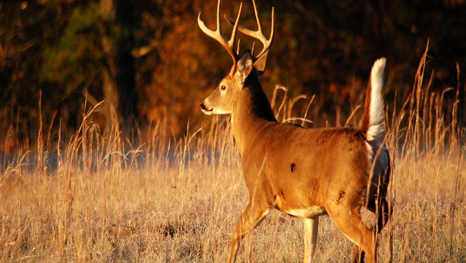 Outdoors What Do We Really Know About Whitetails Outdoors What Do We Really Know About Whitetails