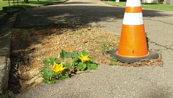 Mother Nature is getting in on the act of prettying-up potholes. Squash anybody?