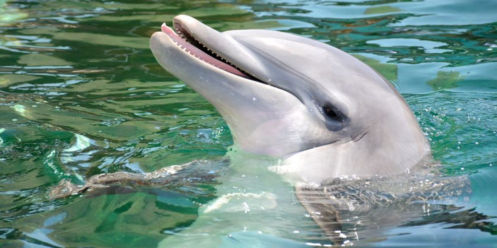 Action replay dolphin emulator mac
