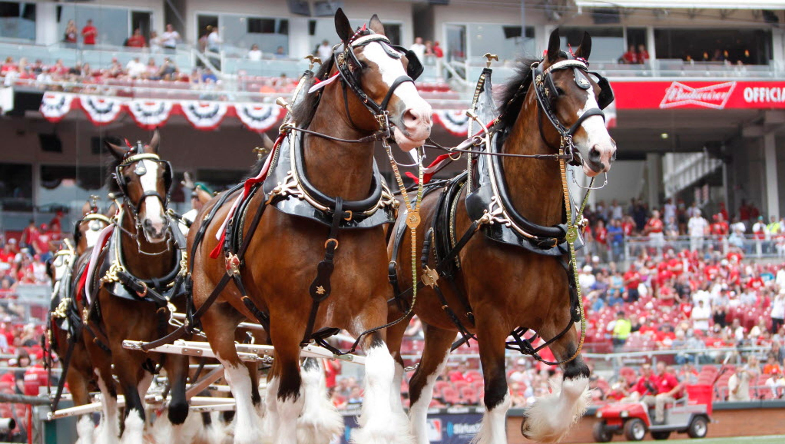 Budweiser Clydesdales Super Bowl Image to u
