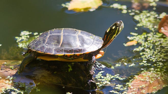 Sunning itself on a log, the Eastern Painted Turtle is one of more than 70 reptiles and amphibians commonly seen in the state.
