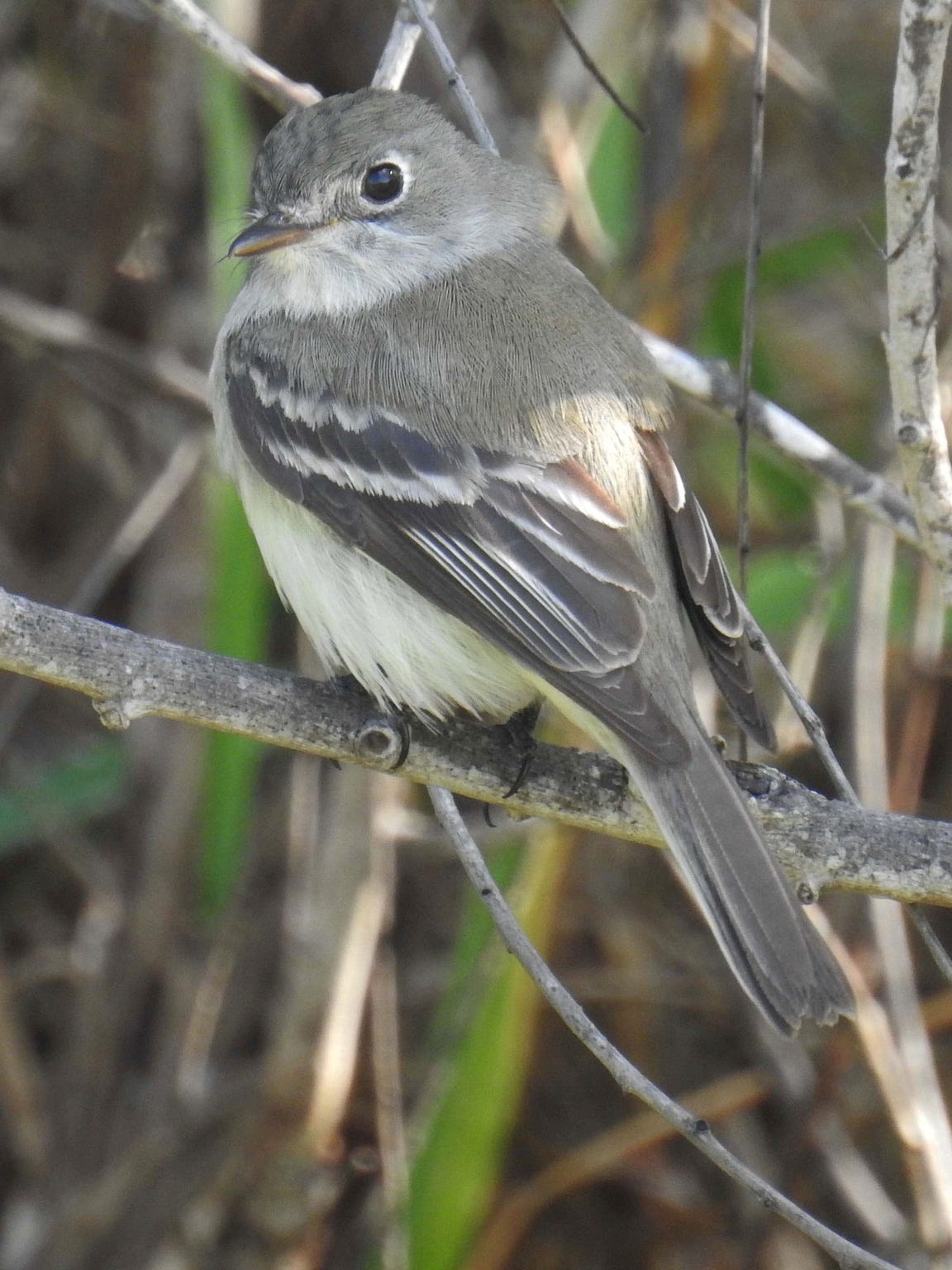 South Texas Bird Migration Does Not Disappoint Corpus