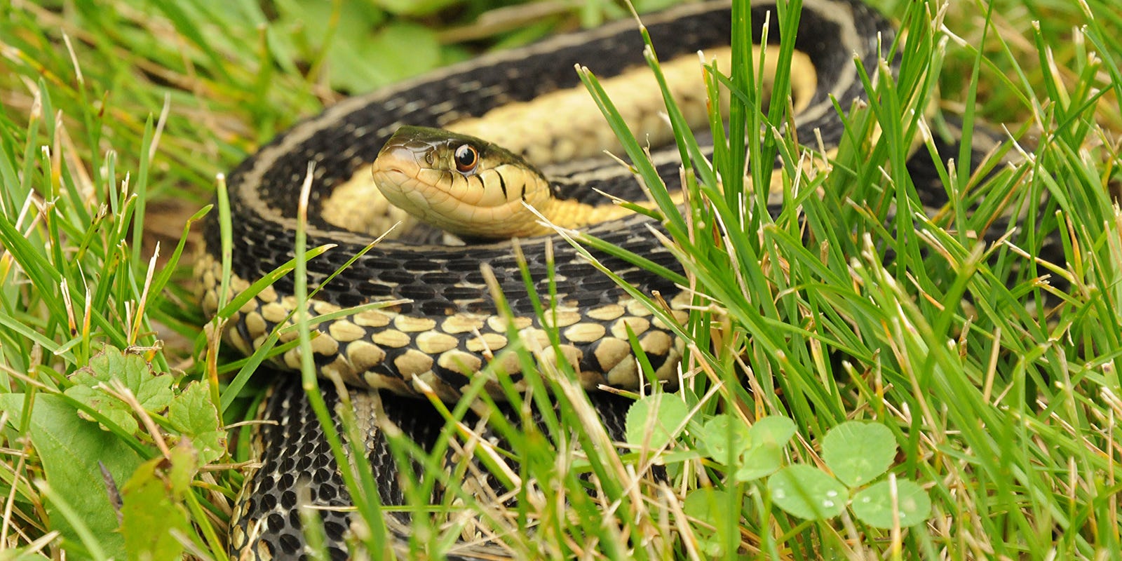 Garter Snakes Beneficial But Difficult To Love
