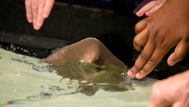 People pet stingrays at the opening of the Stingray Bay at the Montgomery Zoo and Mann Wildlife Learning Museum on Monday, March 5, 2018. 