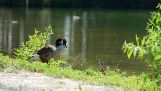 A lone Canadian goose sits by the waters edge in Ocean Pines on Tuesday, July 3, 2018. Ocean Pines recently captured and removed the geese from the community.