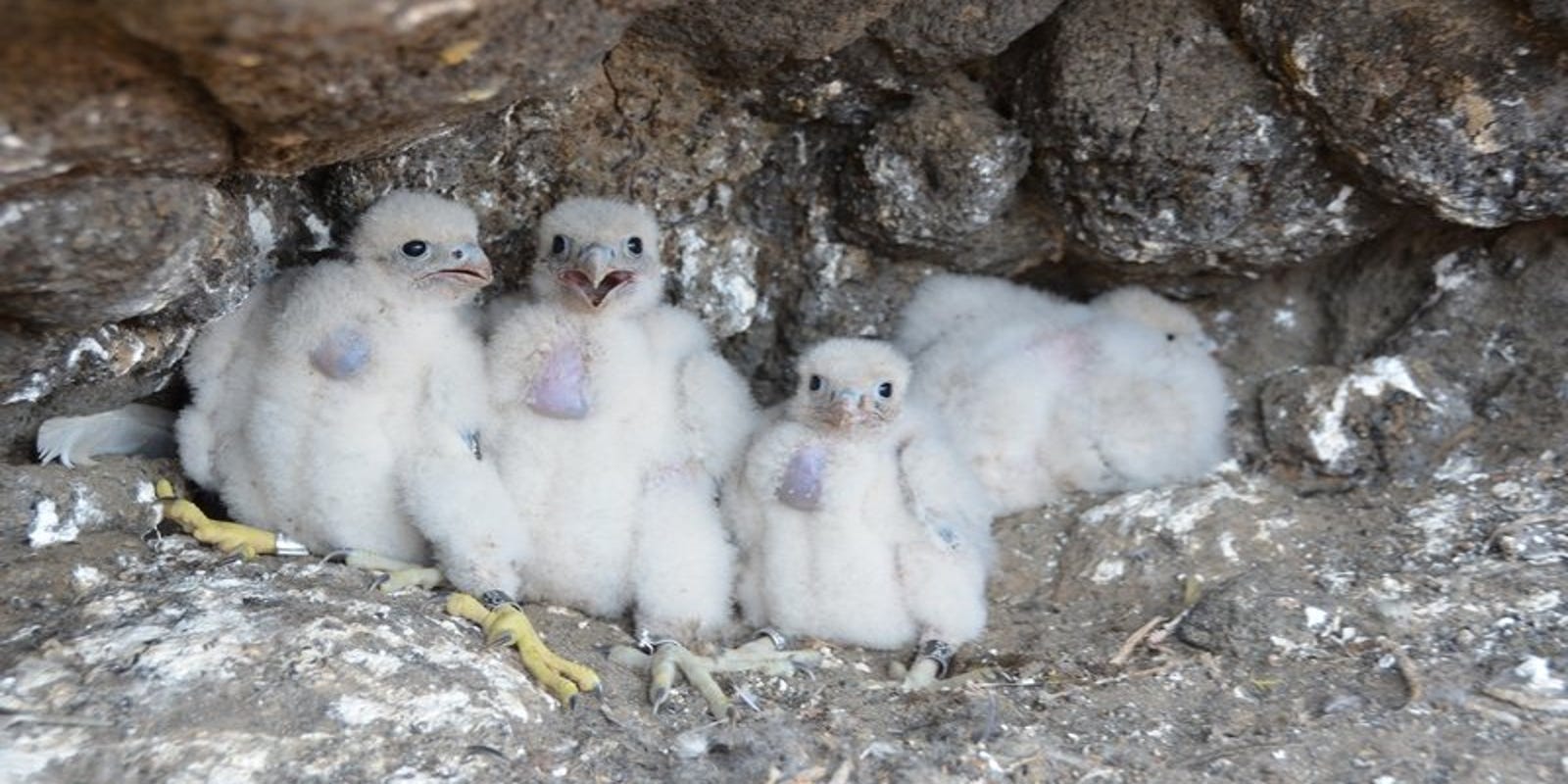 Peregrine Falcon Chicks On Channel Islands Hatch Live Online
