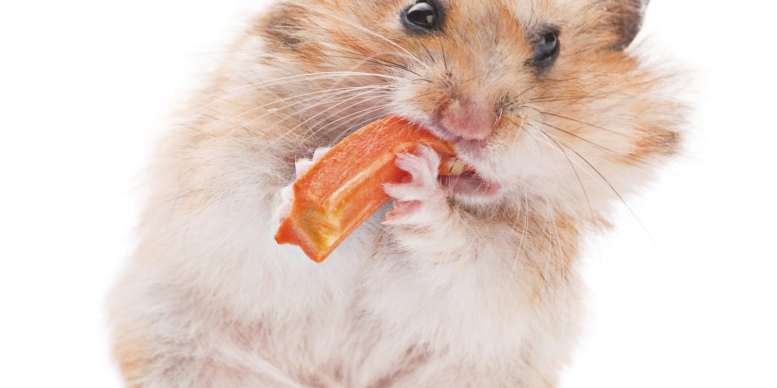 Hamsters Are Great Pets But Not For Young Kids Hamsters Are Great Pets But Not For Young Kids
