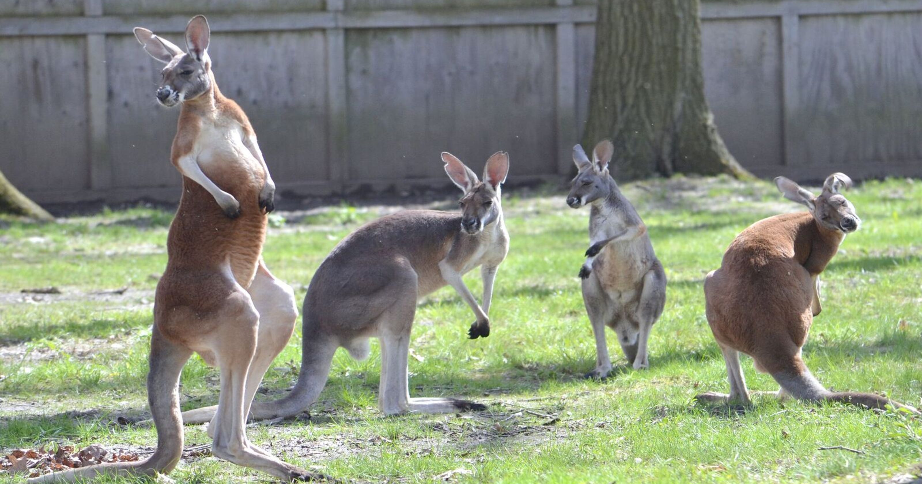 Kangaroo Zoo