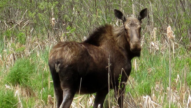 
A moose in Huntington.

