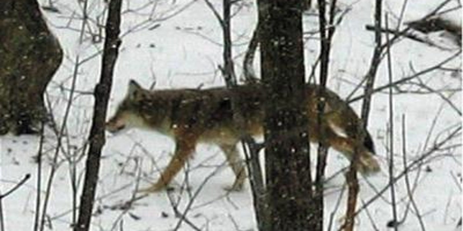 Coyotes kill dog in Novi, drag him into the woods