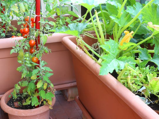 Tomatoes grow well in containers on a deck or patio.