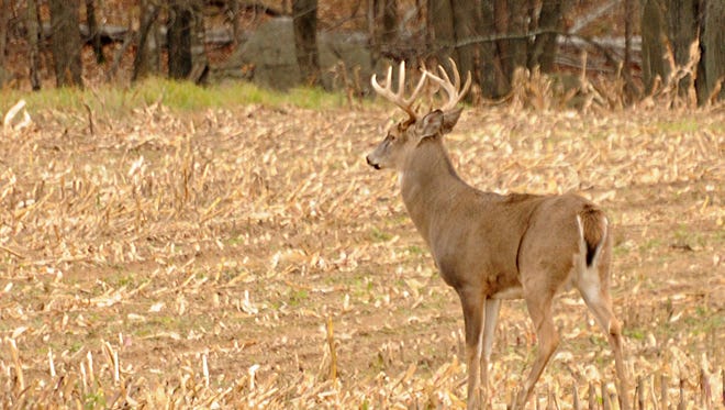 According to the Wisconsin Department of Natural Resources, which operates the Deer Donation Program, 92,000 deer have been donated since 2000, which means more than 3.7 million pounds of venison was sent to Wisconsin food pantries.
