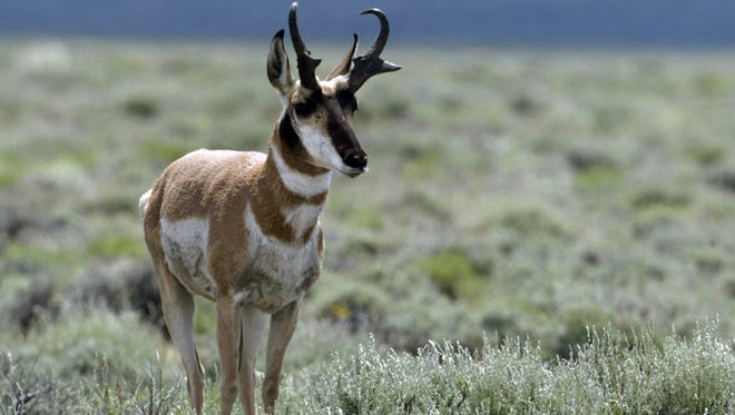 Wildlife Officials Who Shot This Antelope