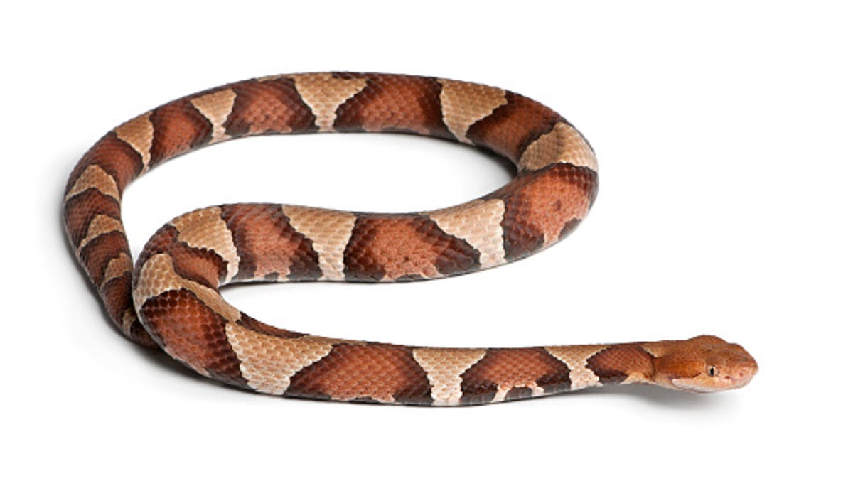 Pennsylvania Woman Bitten By Copperhead Snake While Doing Laundry Pennsylvania Woman Bitten By Copperhead Snake While Doing Laundry