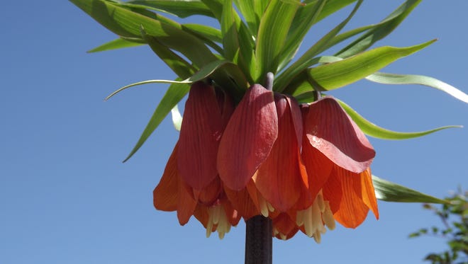 Think beyond tulips and daffodils and consider other beautiful and unusual spring blooming bulbs such as this orange crown imperial, reaching 3 to 4 feet in height.