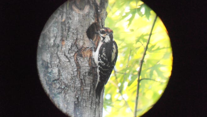 Gary Robinson captured this adult Hairy Headed Woodpecker with a grub feeding the baby. The photo was taken at Horseshoe Lake and is the first confirmed nesting Hairy Headed Woodpecker in our area. The camera was mounted to a telescope to get this close-up shot.