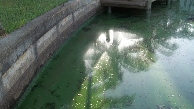 After disappearing during a hiatus of the Lake Okeechobee discharges, a possible blue-green algae bloom showed up Wednesday, July 18, in a canal off the South Fork of the St. Lucie River behind houses on Southwest Mooring Drive in Palm City.