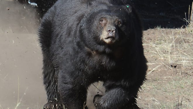 
A 350-pound black bear runs for freedom into the Sierra above Carson City on Oct. 24, 2013. The bear was caught in a backyard in Carson City. Bears that grow accustomed to scavenging human food are at greater risk of being subject to the trauma of trapping or drugging and relocation. 

