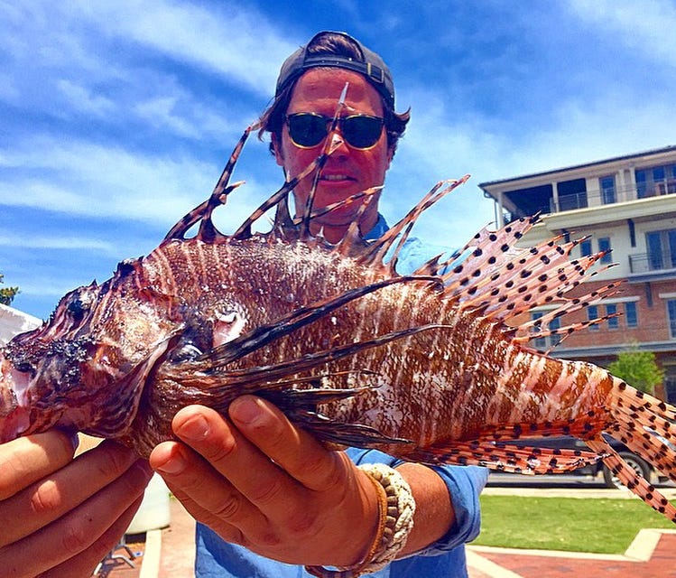 Lionfish is an invasive species in the Caribbean that can devastate up to 80 percent of fish in a coral reef in a scant five weeks.